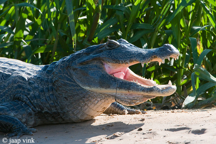 Yacare Caiman - Yacarekaaiman - Caiman yacare