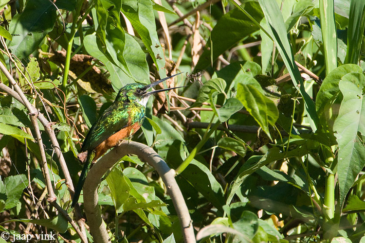 Rufous-tailed Jacamar - Roodstaart-glansvogel - Galbula ruficauda