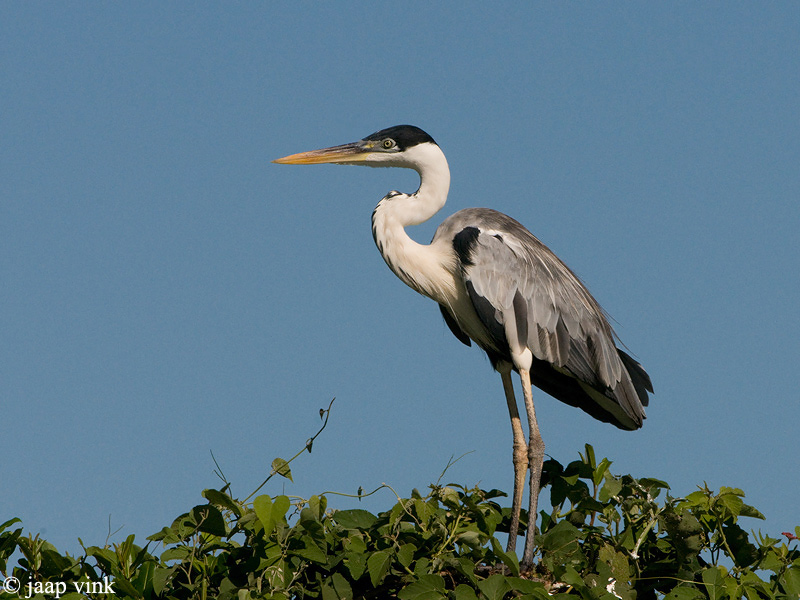 Cocoi Heron - Zuidamerikaanse Blauwe Reiger - Ardea cocoi
