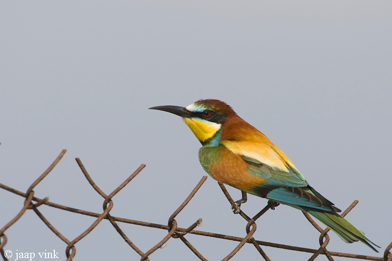 Bee-eater - Bijeneter - Merops apiaster