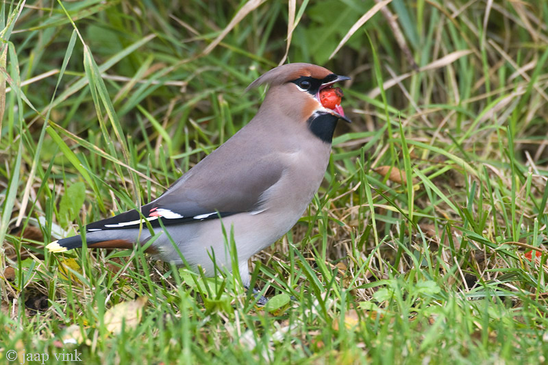 Bohemian Waxwing - Pestvogel - Bombycilla garrulus