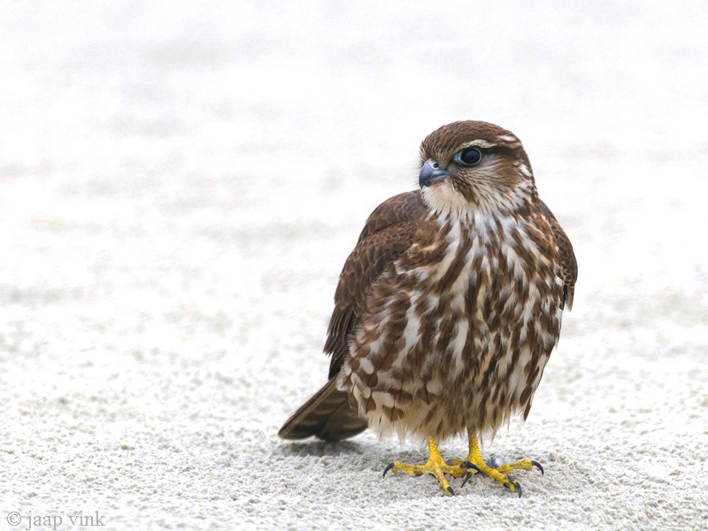 Merlin - Smelleken - Falco columbarius