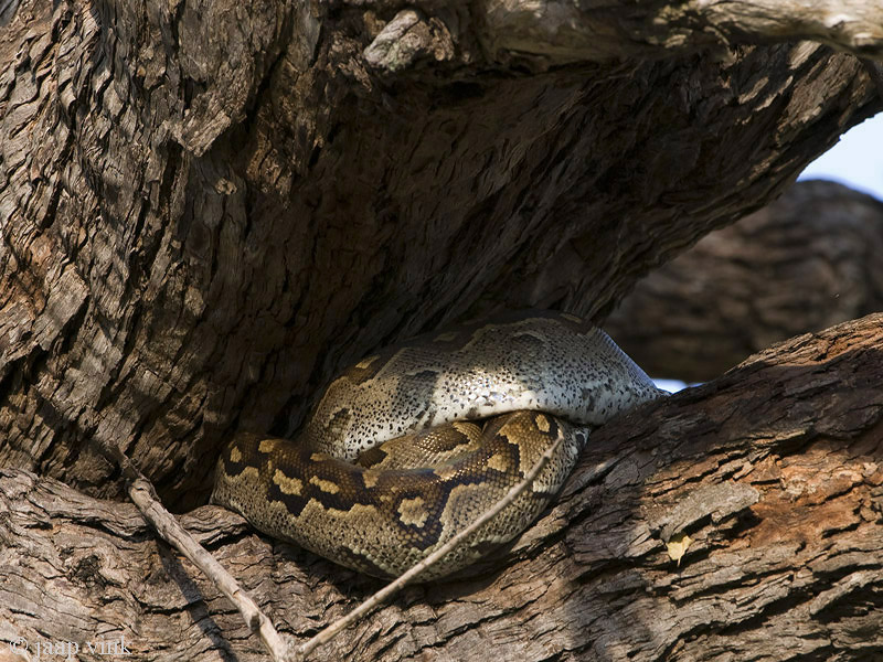 African Rock Python - Rotspython - Python sebae natalensis