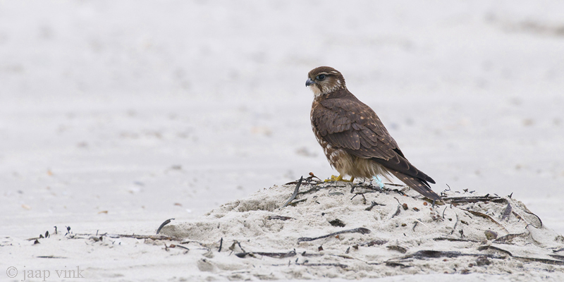 Merlin - Smelleken - Falco columbarius