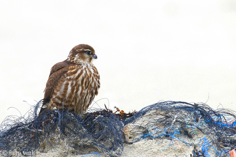 Merlin - Smelleken - Falco columbarius