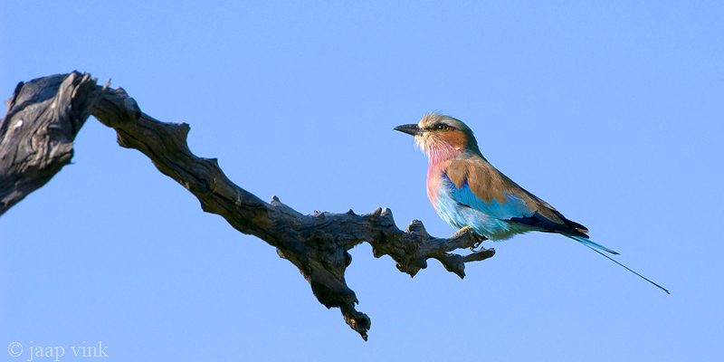 Lilac-breasted Roller - Vorkstaartscharrelaar - Coracias caudatus