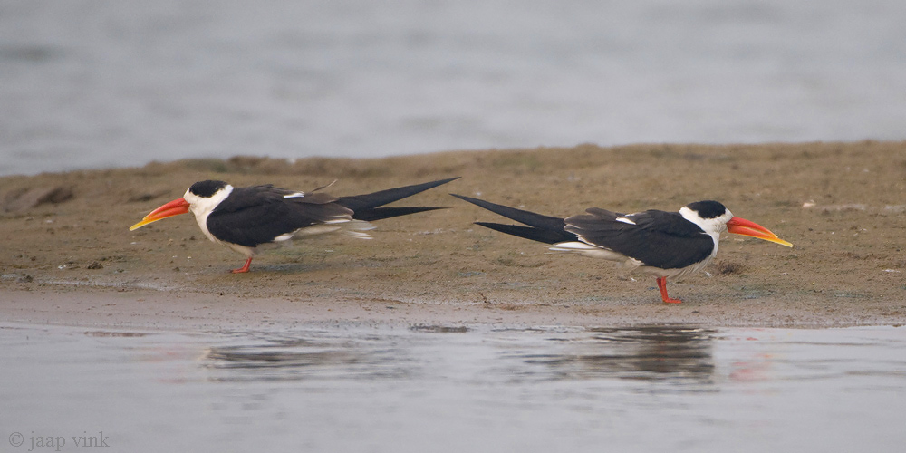 Indian Skimmer - Indische Schaarbek - Rhynchops albicollis