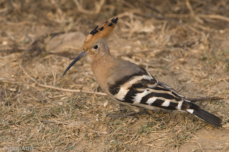 Eurasian Hoopoe - Hop - Upupa epops