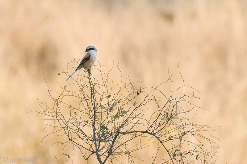 Long-tailed Shrike - Langstaartklauwier - Lanius schach