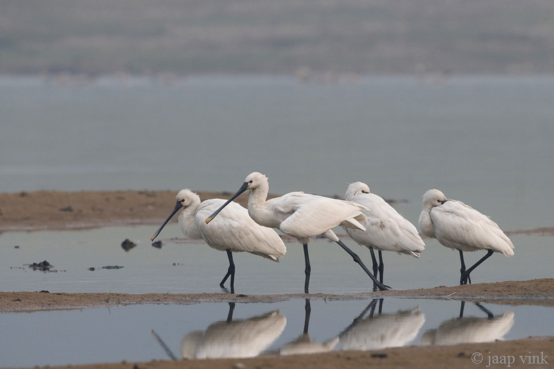 Eurasian Spoonbill - Lepelaar - Platalea leucorodia
