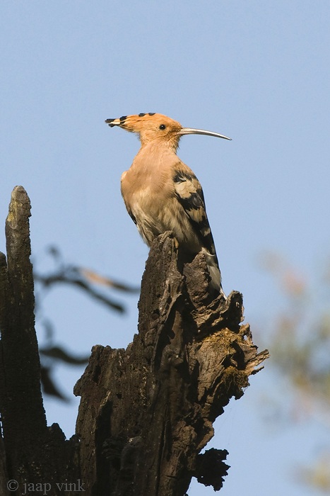 Eurasian Hoopoe - Hop - Upupa epops