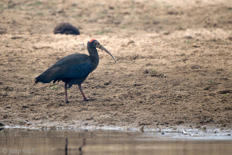 Red-naped Ibis - Wrattenibis - Pseudibis papillosa