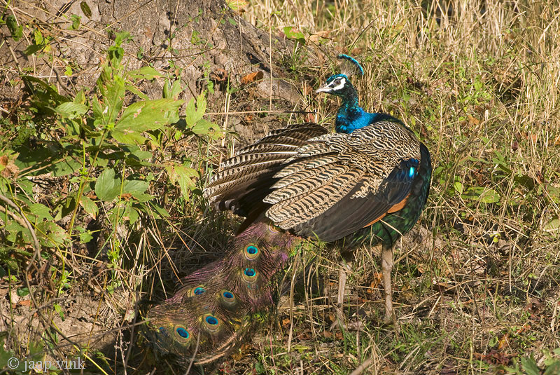 Indian Peafowl - Blauwe Pauw - Pavo cristatus
