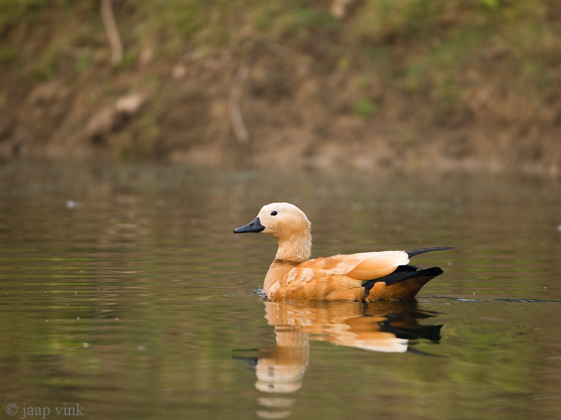 Ruddy Shelduck - Casarca - Tadorna ferruginea