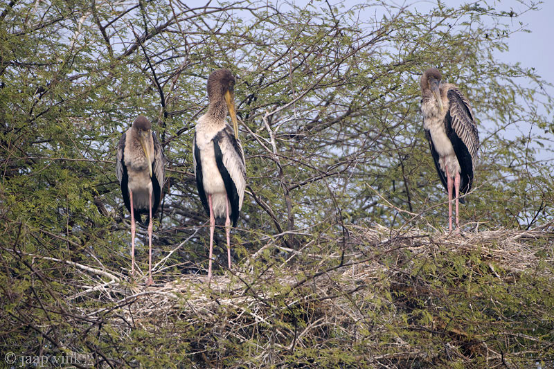 Painted Stork - Indische Nimmerzat - Mycteria leucocephala