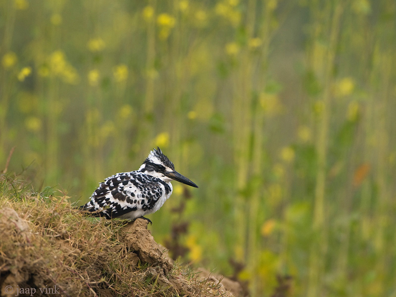 Pied Kingfisher - Bonte IJsvogel - Ceryle rudis