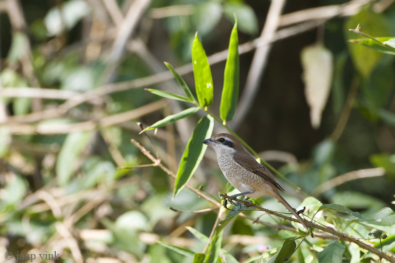 Bay-backed Shrike - Bruinrugklauwier - Lanius vittatus