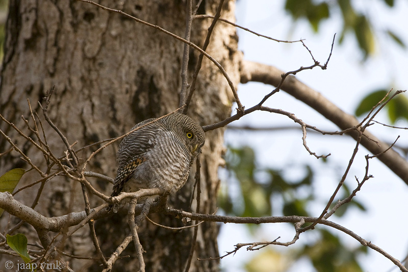 Jungle Owlet - Jungledwerguil - Glaucidium radiatum