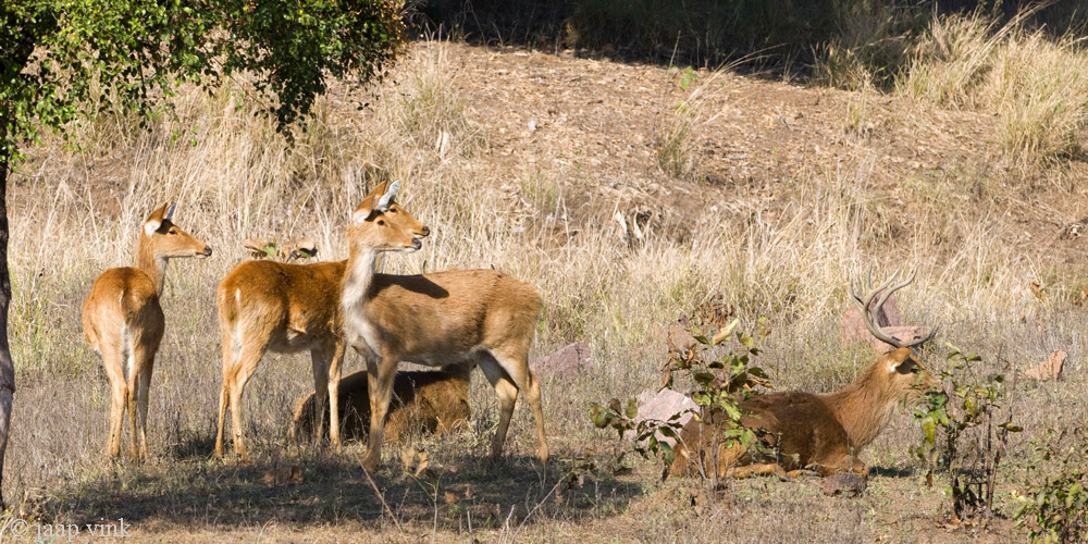 Barasingha - Moerashert - Cervus duvaucelii branderi