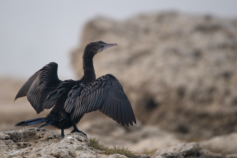 Little Cormorant - Indische Dwergaalscholver - Phalacrocorax niger