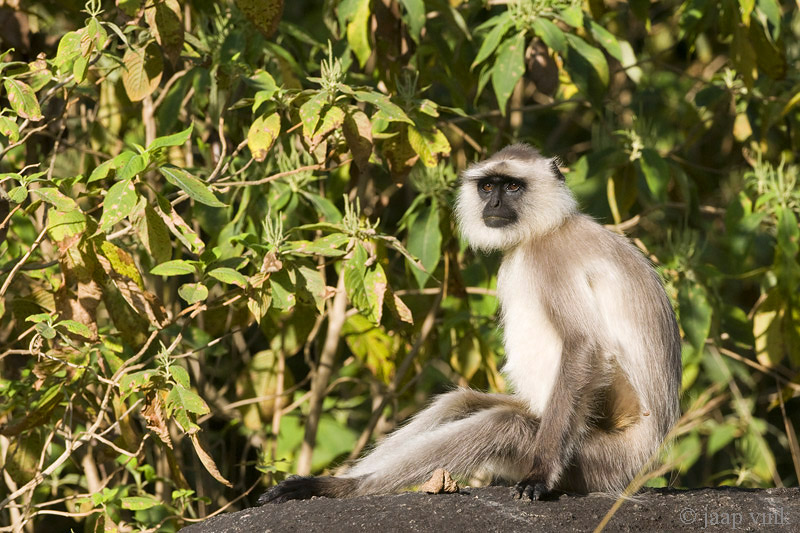 Hanuman Langur - Gewone Hoelman - Semnopithecus entellus
