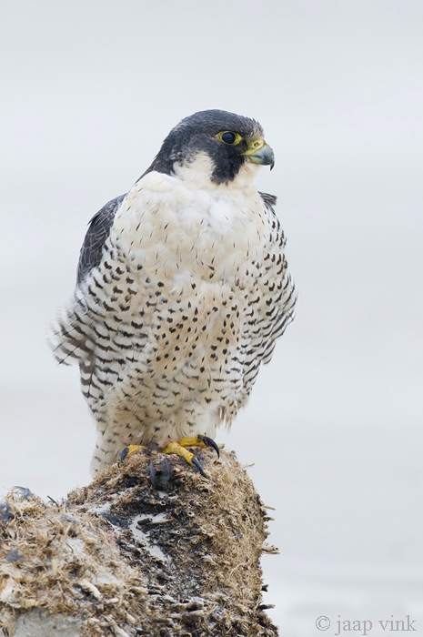 Peregrine - Slechtvalk - Falco peregrinus