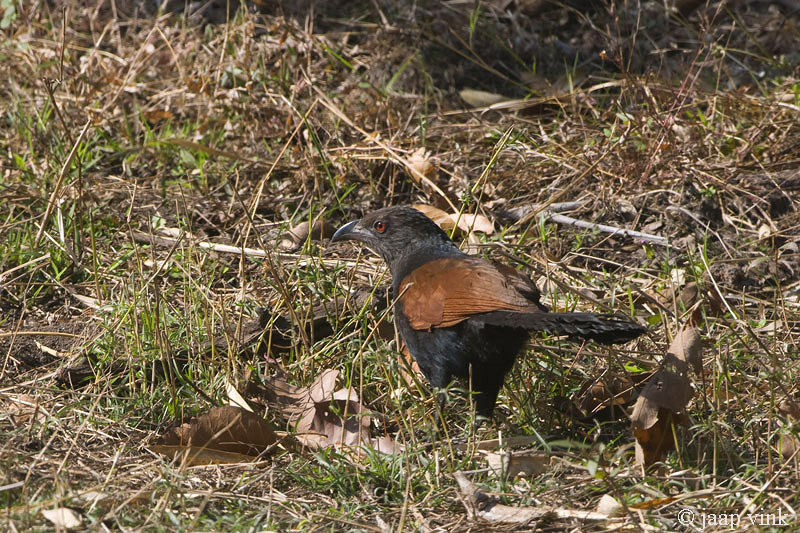 Greater Coucal - Chinese Spoorkoekoek - Centropus sinensis parroti