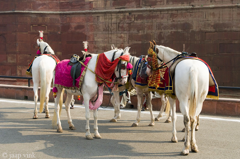 Horses decorated for a religious procession