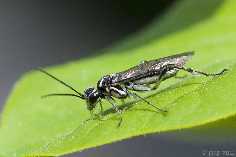 Sawfly - Bladwesp - Pachyprotasis rapae