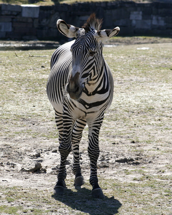 A Grevys Zebra