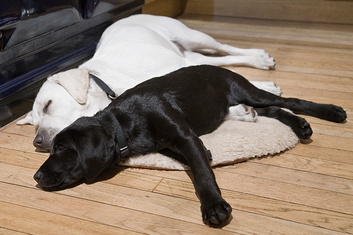 Sept 4 - Let sleeping dogs lie...