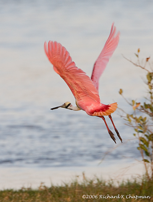 Jan 22 - Roseate Spoonbill