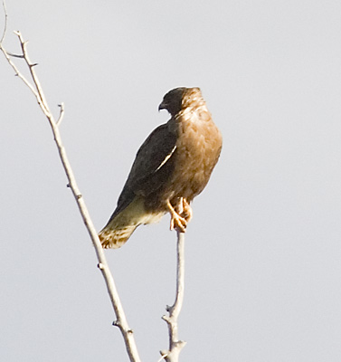 Aug 7 - Unidentified Raptor