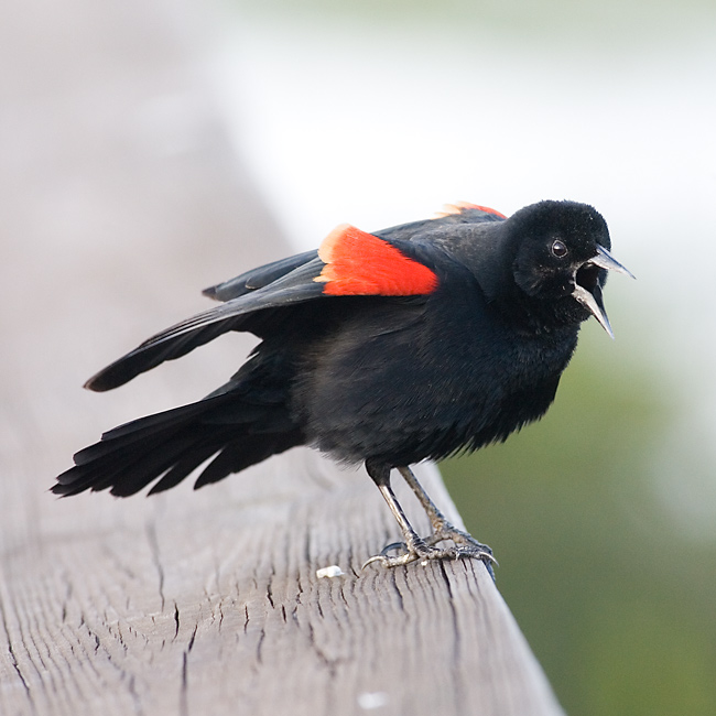 Feb 15 - Red-winged Blackbird