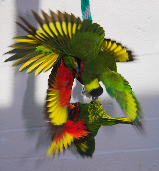 Feb 19 - Lorikeets fighting