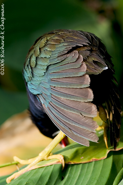 Feb 25 - Purple Gallinule