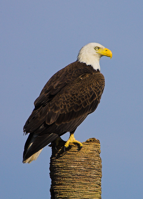 April 18 - Bald Eagle