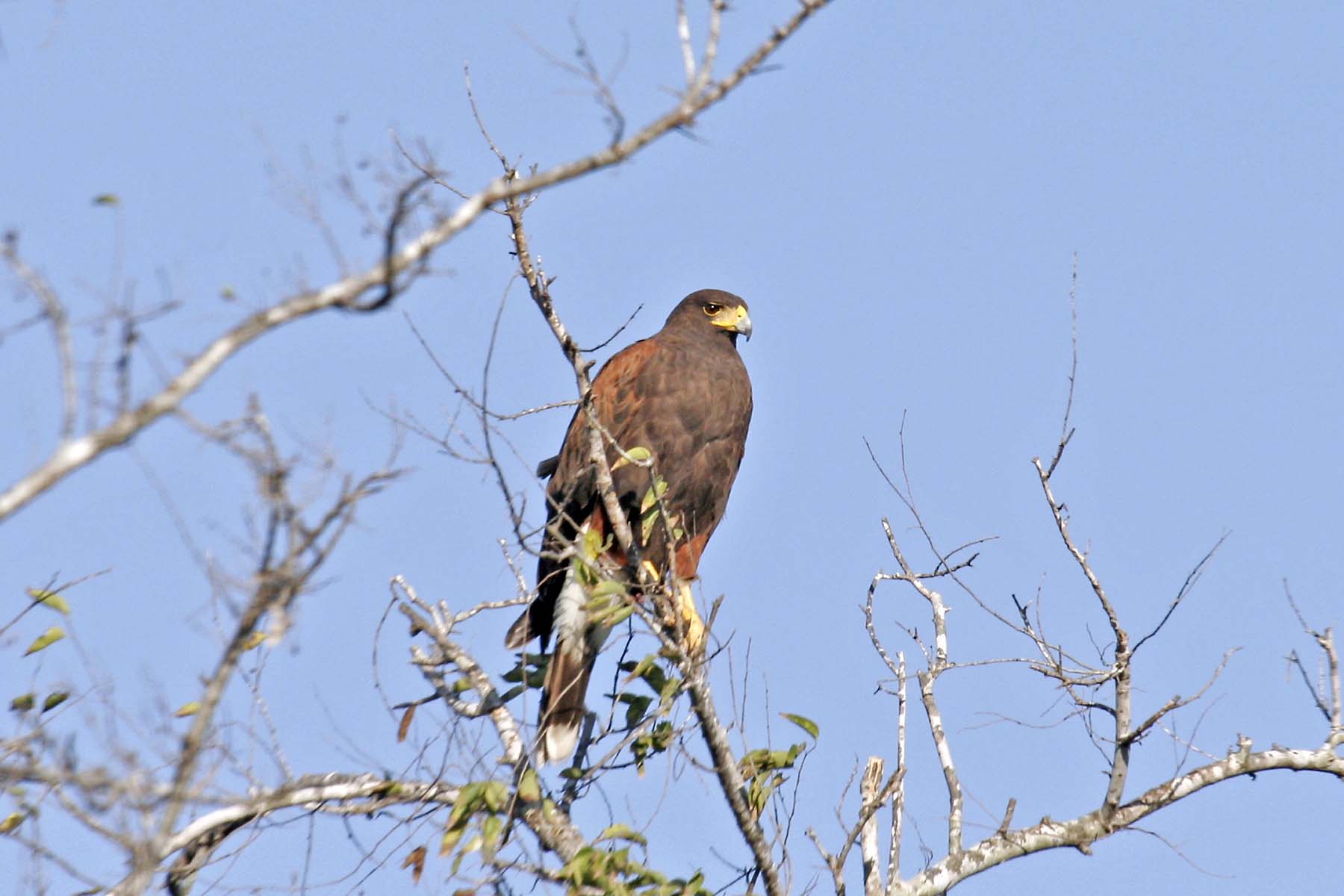 Harris Hawk
