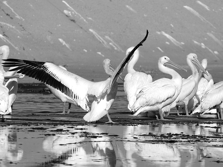 WhitePelicans04BW_51227.jpg