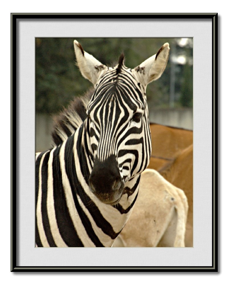 Safari  Ramat  Gan 15.jpg