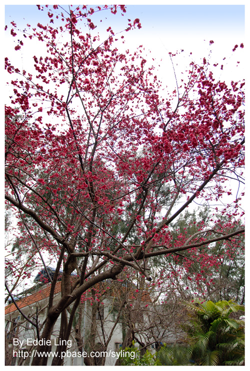 Sakura in Hong Kong