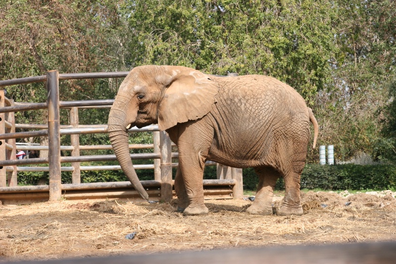 Safari 2006