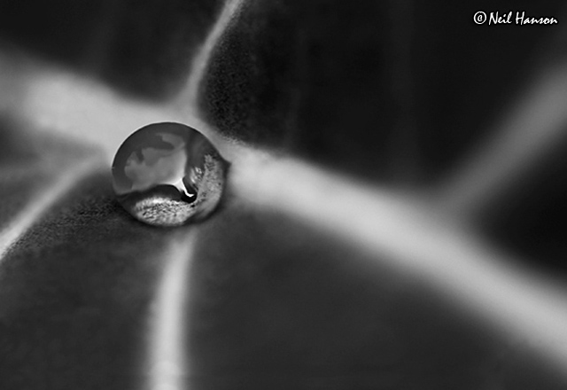 Cabbage Water b/w
