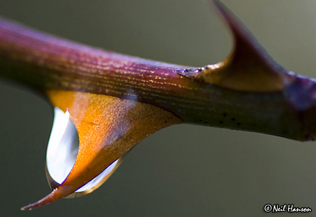 Thorn I