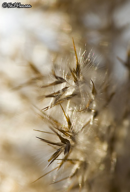 Seeds again