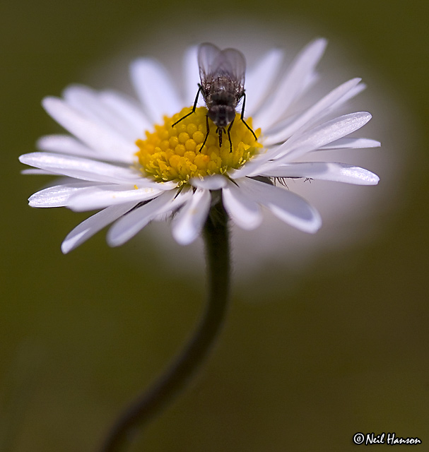 The Fly