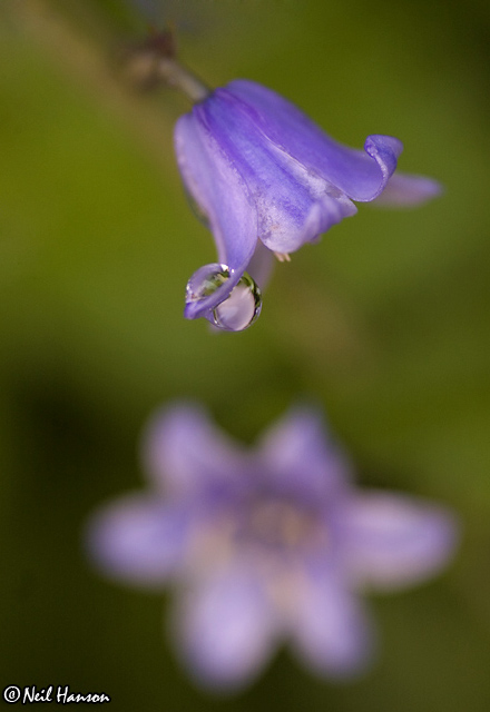 Bluebell Slash!