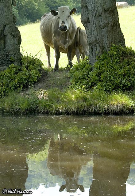 Cow Reflection
