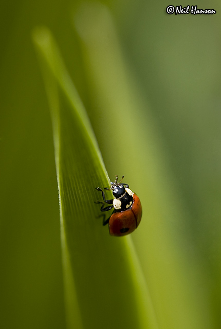 Ladybird
