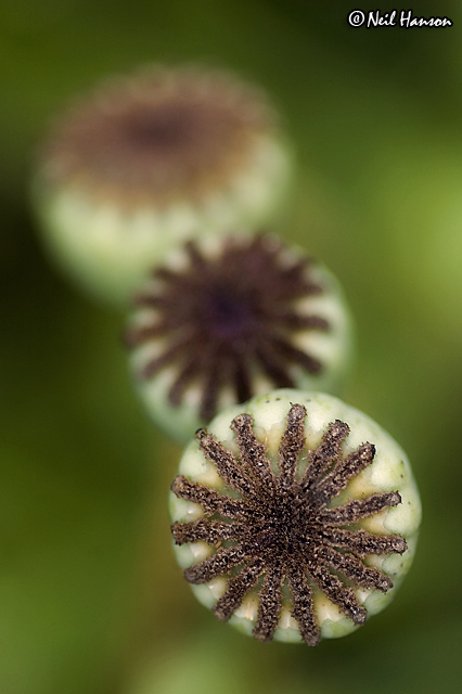 Poppy Heads